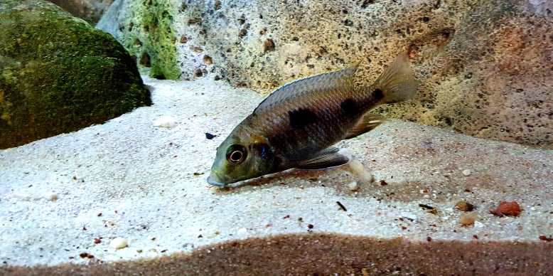 Otopharynx sp. 'auromarginatus goldhead' Nkolongwe